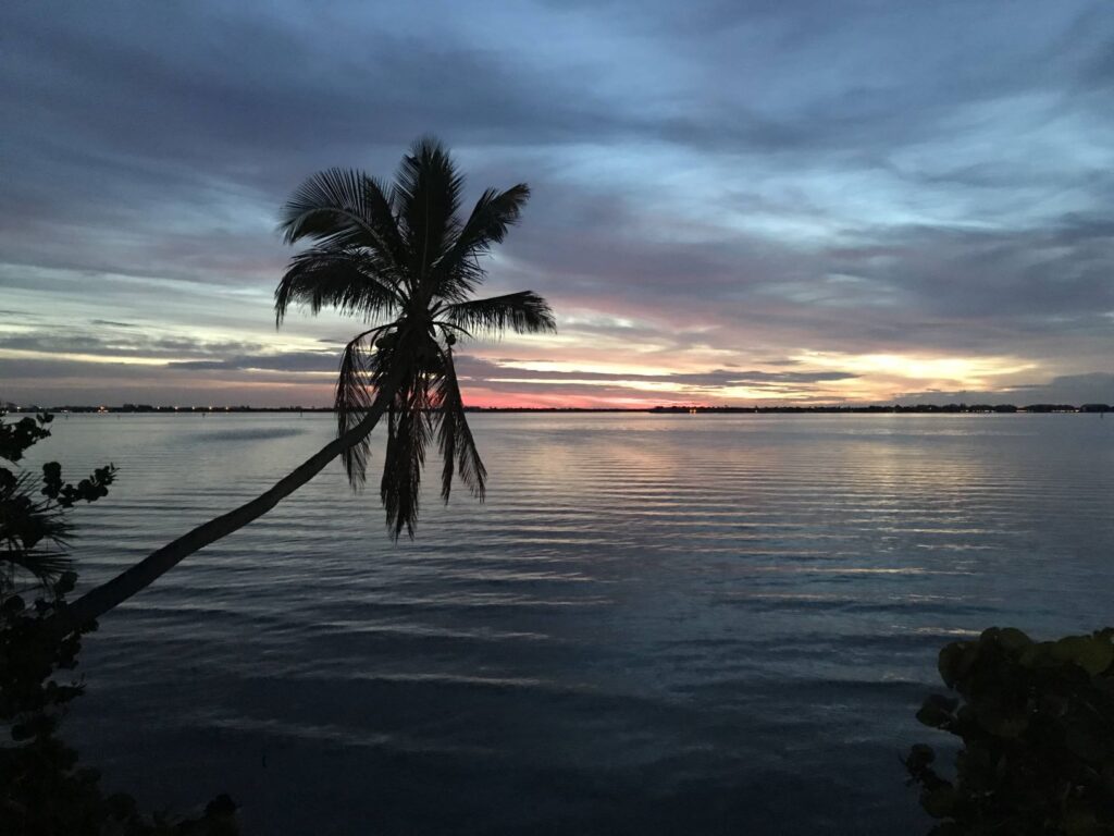 Palm Tree over water in the Treasure Coast